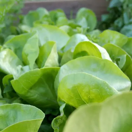 Unmengen Salat auf einmal verbrauchen: Salatsuppe