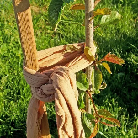 Bäume mit Strumpfhosen anbinden