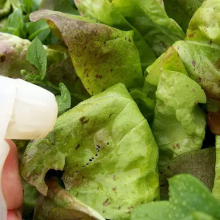 Kaffee gegen Blattläuse im Salat