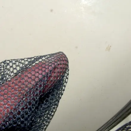 Insekten am Auto mit Fliegengittern entfernen