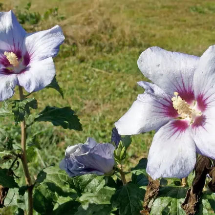 Blattläuse am Hibiskus