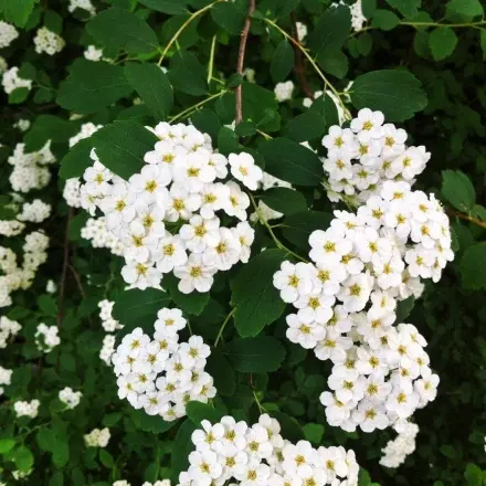 In der Sommerhitze Blumen einpflanzen - wie kann's klappen?