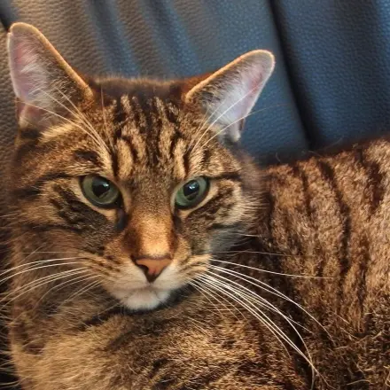 Katze trinkt kein Leitungswasser