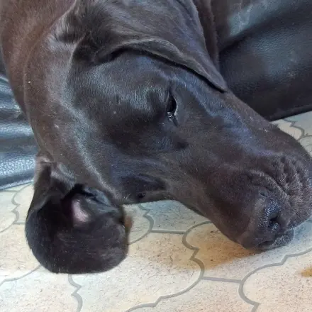 Tabletten für den Hund
