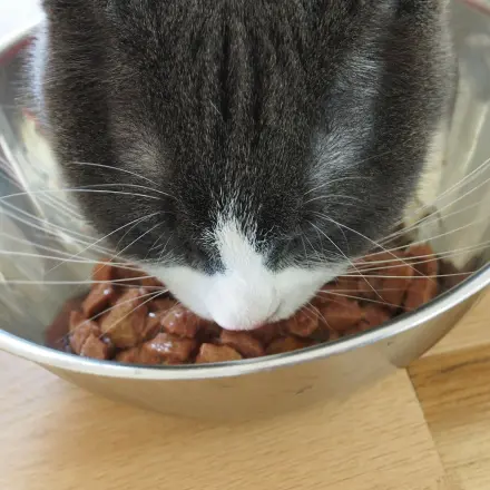 Katze trinkt generell kein Wasser