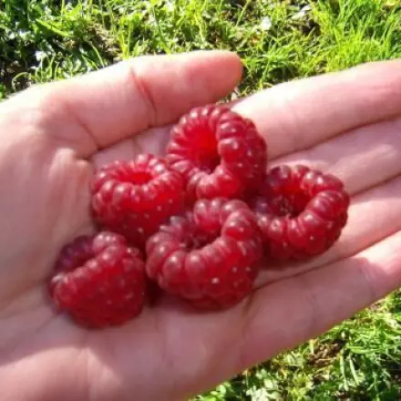 Dicke Himbeeren ohne Würmer