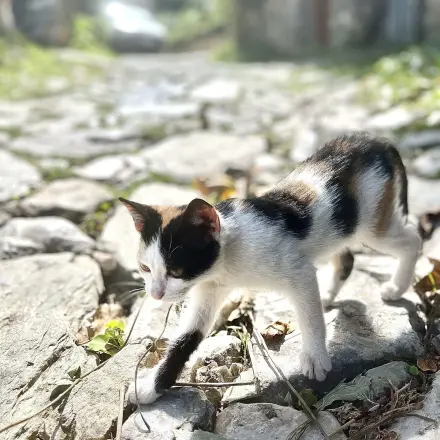 Katze überlisten, wenn sie in den Transportkorb muss