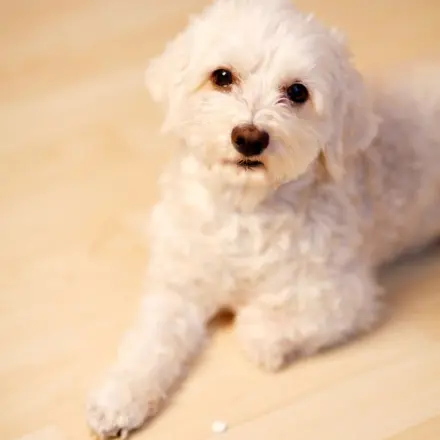 Hund Tablette eingeben