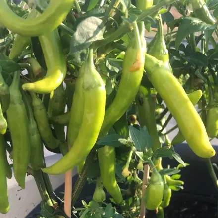 Chilipaste selbstgemacht