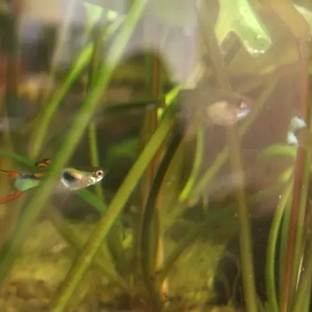 Biologische Algenvernichtung im Aquarium