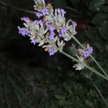 Sanfte Einschlafhilfe: Lavendel - wirkt wochenlang, immer wieder