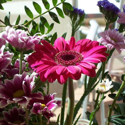 Freude an Blumen in der Vase