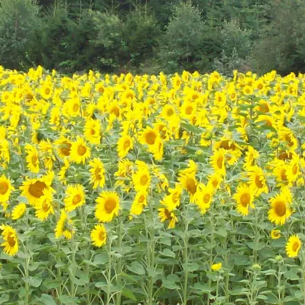 Sonnenblumen länger haltbar