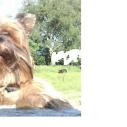 Farbkopierer für Tischdeko nutzen