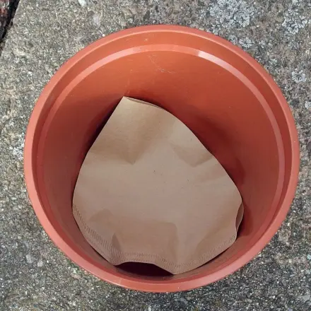 Kaffeefilter als Hilfe beim Umtopfen