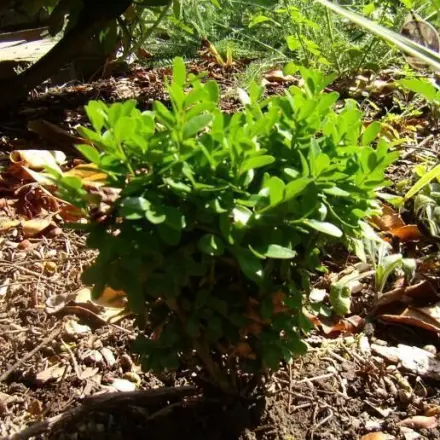 Buchsbaum ganz leicht selber ziehen