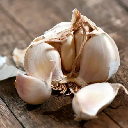 Knoblauch im Garten züchten