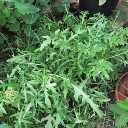 Rucola selber ziehen - einfach und ertragreich