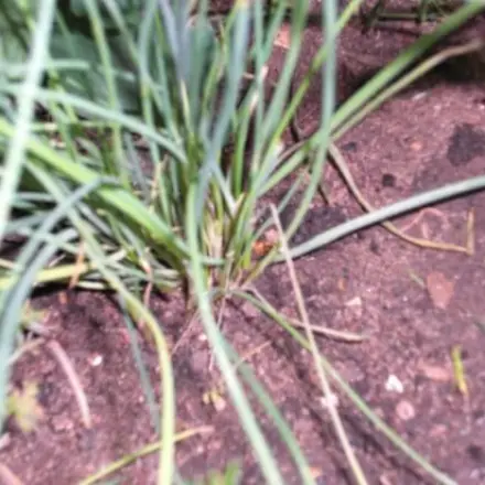 Schnittlauchtöpfe aus dem Supermarkt wieder zu neuem Leben erwecken