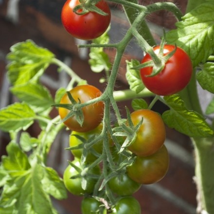 Bittersalz: Dünger für Tomaten und Zimmerpflanzen