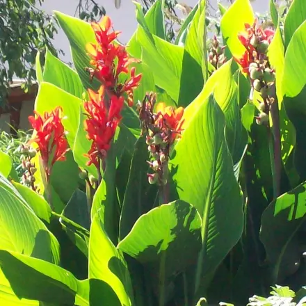 Exotisches Urlaubsflair auf der Terrasse