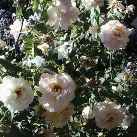 Kostenlose Garten- und Balkonpflanzen