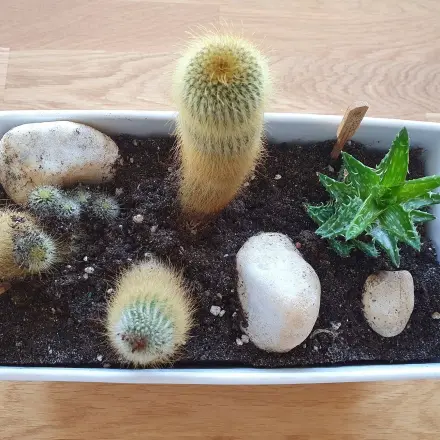 Kaktusstacheln aus der Haut entfernen