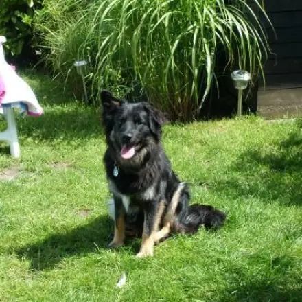 Eis für den Hund