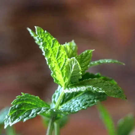 Insekten mit Pfefferminze vertreiben