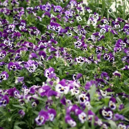 Hornspäne gegen Katzenklo im Blumenbeet