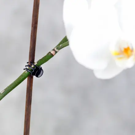 Orchideen mit Haarclips an Stab fixieren