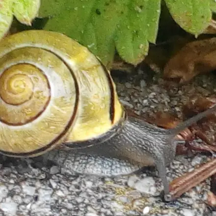 Schnecken mit Salz von Blumentöpfen fernhalten