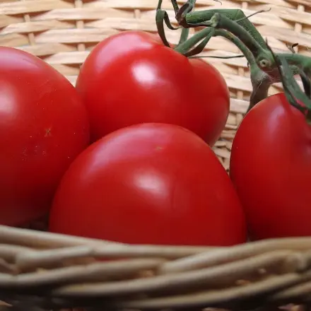 Tomaten aufbewahren