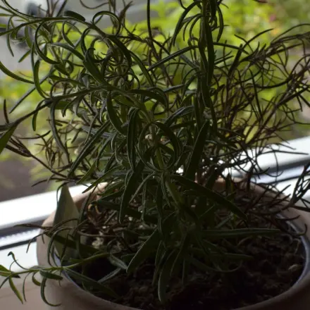 Rosmarin zu Grillfleisch