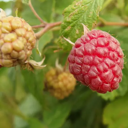 Fruchtsäfte in kleineren Mengen einmachen