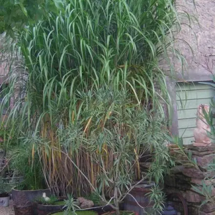 Bepflanzung in Teichwannen für den Balkon oder Dachterasse