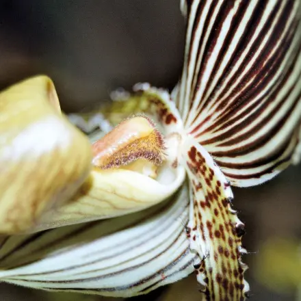 Schild- und Schmierläuse an Orchideen