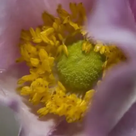 Abgekochtes Petersilienwasser gegen Blatt- & Wollläuse