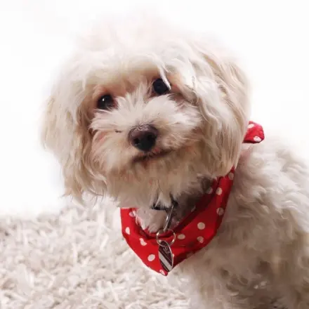 Hund mit Speisenatron reinigen