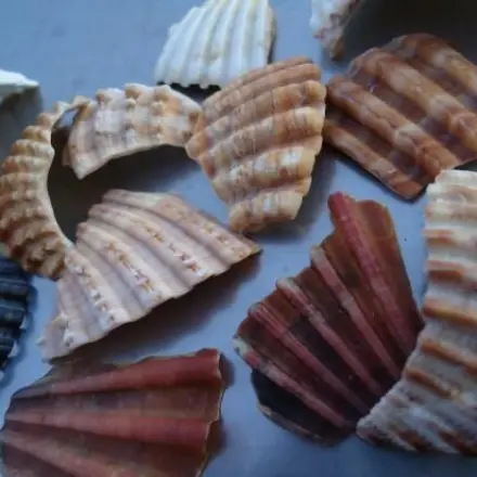 Muschelsplitter
