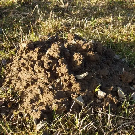 Maulwürfe im Garten mit Buttermilch vertreiben