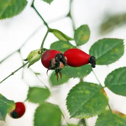 Hagebuttentee selbstgemacht