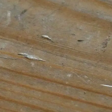 Kratzer & Dellen an Holzmöbeln