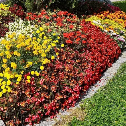Natron gegen Mehltau oder Graufäule im Garten