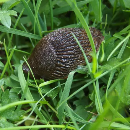 Schnecken fangen mit Spüliwasser
