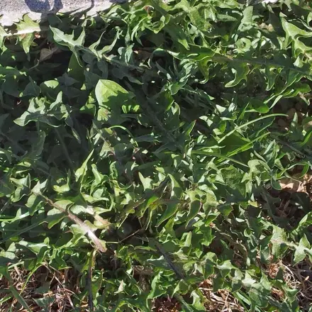 Löwenzahnsalat im Winter