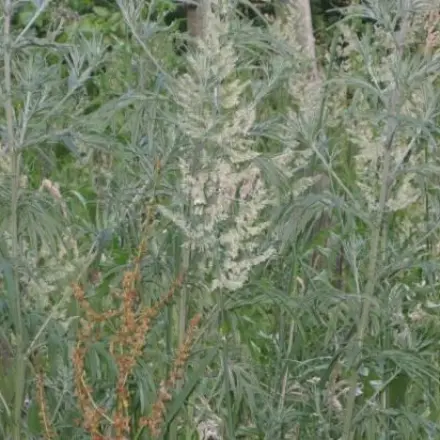 Beifuß gegen müde Füße