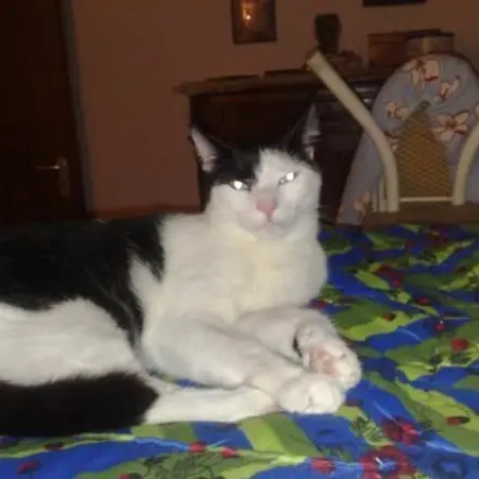 Glanz fürs Katzenfell