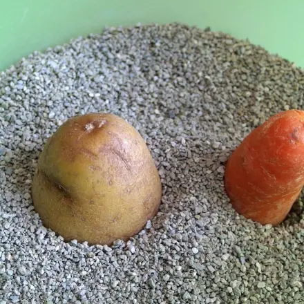 Karotten monatelang frisch im Sand