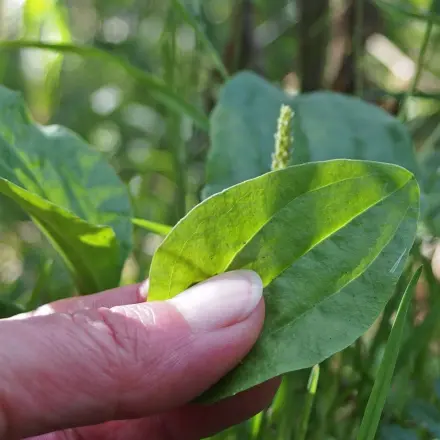 Spitz- oder Breitwegerich gegen Insektenstiche